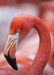 Closeup portrait of a pink flamingo, one of the most beautiful bird of the world. The red head and grace neck of the exotic animal on pink blur background.