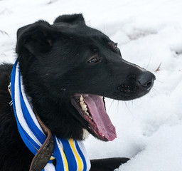 Black dog in blue and yellow scarves lying on snow