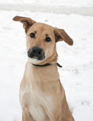 Yellow dog sitting on snow