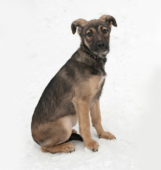 Little gray puppy sitting on snow