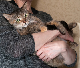 Tricolor striped cat sitting on hands