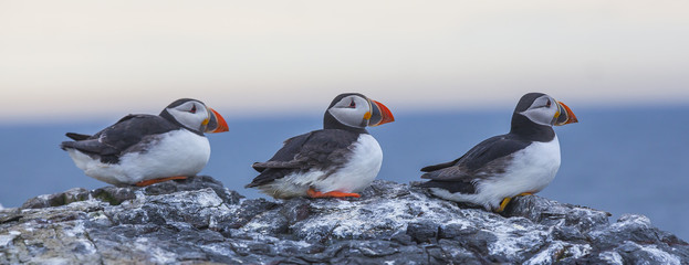 Papageientaucher auf den Farne-Inseln in Northumberland