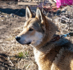 Red dog on background of autumn grass