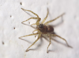 Jumping spider closeup
