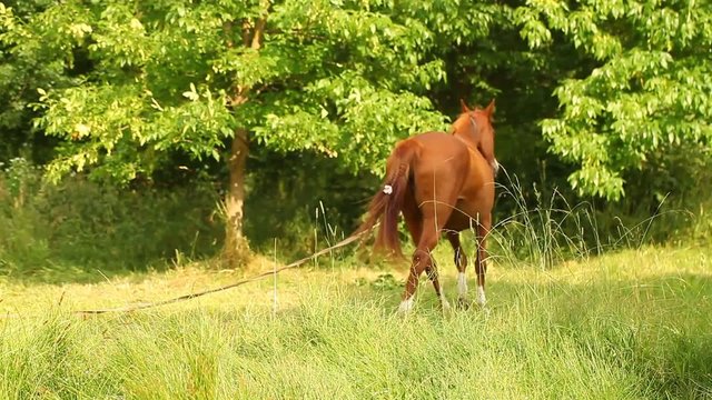 horse grazing in a meadow attached