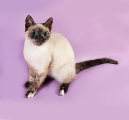 Thai kitten sitting on purple
