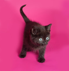 Black fluffy kitten standing on pink