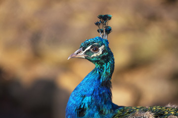 A head of a blue peacock. Macro portrait of a beautiful bird on natural brown background.