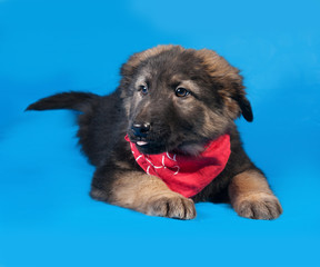 Black and red shaggy puppy in red bandanna lies on blue