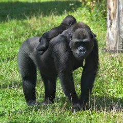Fototapeta premium A sunlit gorilla female with her baby on her back. The biggest monkey mother on green grass. Little family of the great apes. Tenderness and beauty of the wildlife.