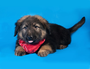 Black and red shaggy puppy in red bandanna lies on blue