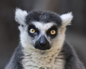 Obraz premium Eye to eye contact with a ring-tailed lemur, Madagascar cat. One of the most expressive primate of the wild Madagascar jungle. Excellent animal with human like face.