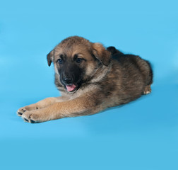 Brown puppy lies on blue