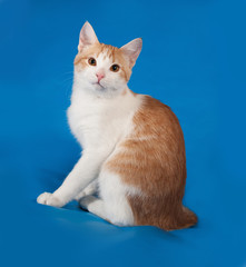 White and red kitten sitting on blue