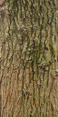 Texture of old tree bark with green moss