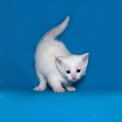 Small white kitten standing on blue