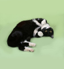 Obraz premium Black and white cat lies on green