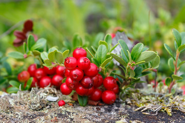 Wild lingonberry bush close up