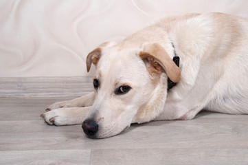 Naklejka na ściany i meble White dog lying on floor