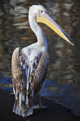 A full length portrait of a young pink pelican on natural background.