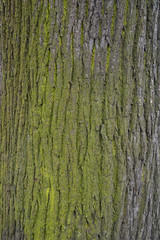 Texture of old tree bark with green moss