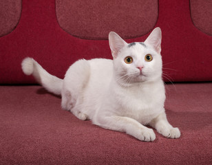 White cat with gray spots lying on couch
