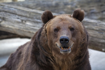 Fototapeta premium Sneer grimace on the face of a brown bear female. Macro face portrait of the most mighty beast of the world. Eye to eye with severe and very dangerous predator. Beauty of the wildlife.