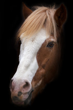 A Face Portrait Of A Grace Red Horse With White Stripe On The Face, Isolated On Black Background. Beautiful Mare, Looking Straight Into The Camera. Expressive Animal Face Portrait.