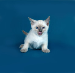 Fototapeta premium Thai white kitten standing on blue