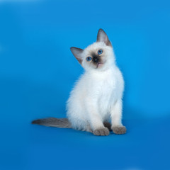 Thai white kitten sitting on blue