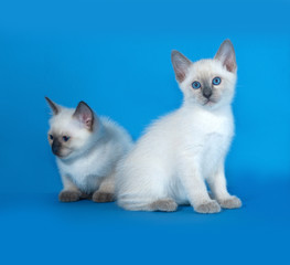 Fototapeta na wymiar Two Thai white kitten sitting on blue
