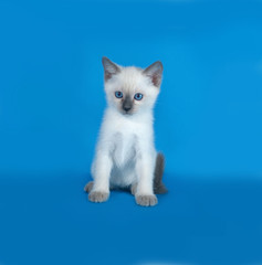 Thai white kitten sitting on blue