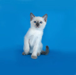 Thai white kitten sitting on blue