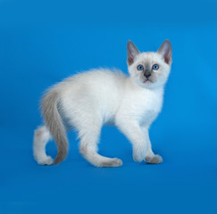 Thai white kitten standing on blue