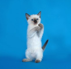 Thai white kitten standing on blue