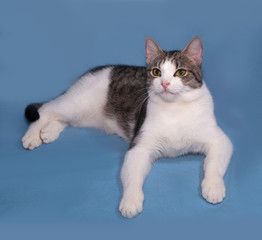 White and striped kitten lying on blue