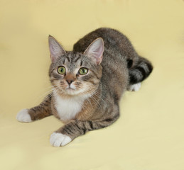 Striped and white cat lies on yellow