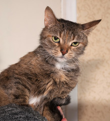 Fototapeta premium Striped old cat sitting on shoulder