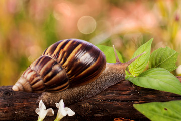 gastropod on wooden natural  background