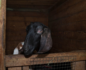 Nubian black goat in barn