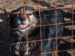 Black and red shaggy dog looks out of cage