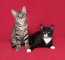 Two kittens sitting on red