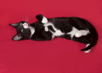 Small black and white kitten lying on red