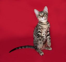 Small striped kitten sitting on red