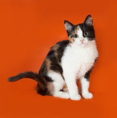 Tricolor fluffy kitten sitting on orange