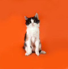 Tricolor fluffy kitten sitting on orange