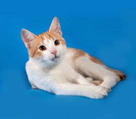 White and red kitten lies on blue