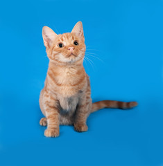 Ginger kitten sitting on blue