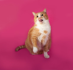 Thick red and white cat sitting on pink