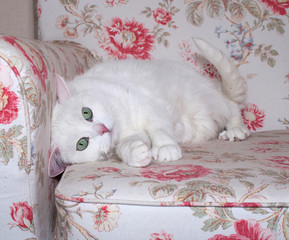 Fluffy white cat lies on chair